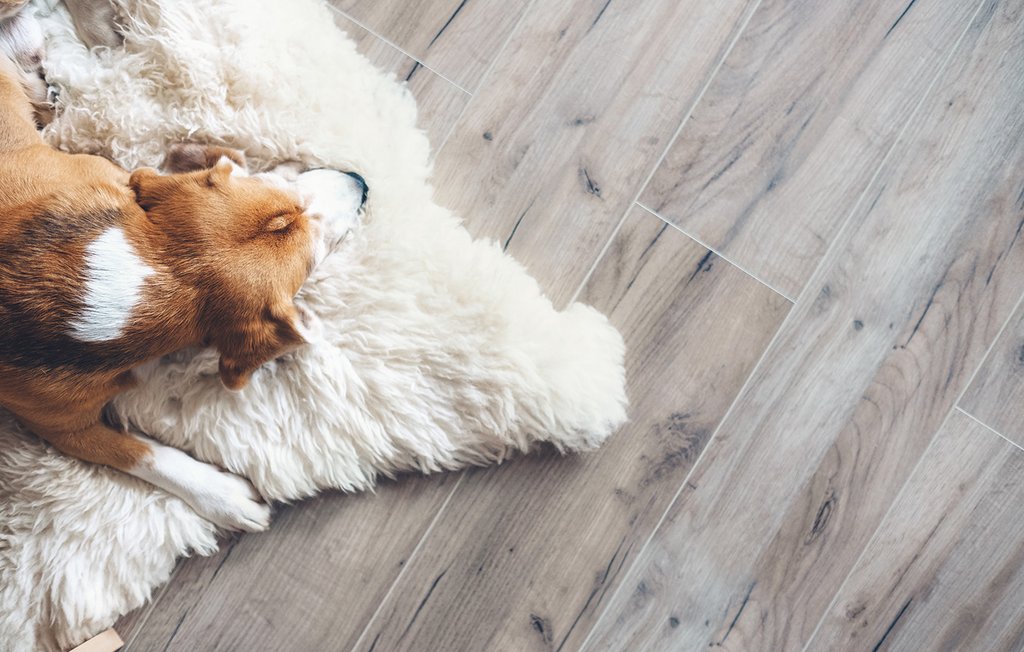 Laminatboden auf dem ein Hund schläft